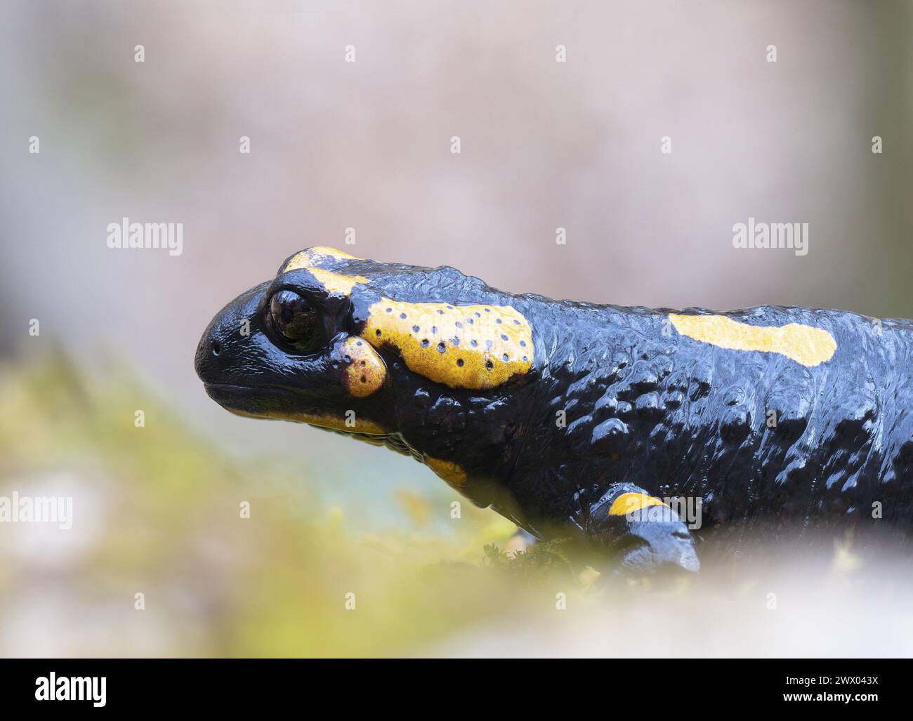 Nahaufnahme des bunten Feuersalamanders in natürlichem Lebensraum (Salamandra salamandra) Stockfoto