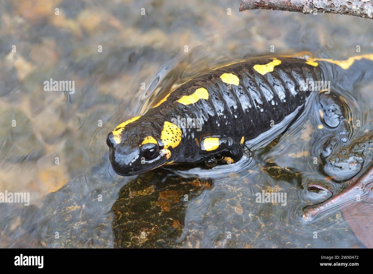 Feuersalamander in der Paarungszeit (Salamandra salamandra); diese wunderschönen Amphibien legen im Frühjahr Larven in Wasserbäche ab Stockfoto