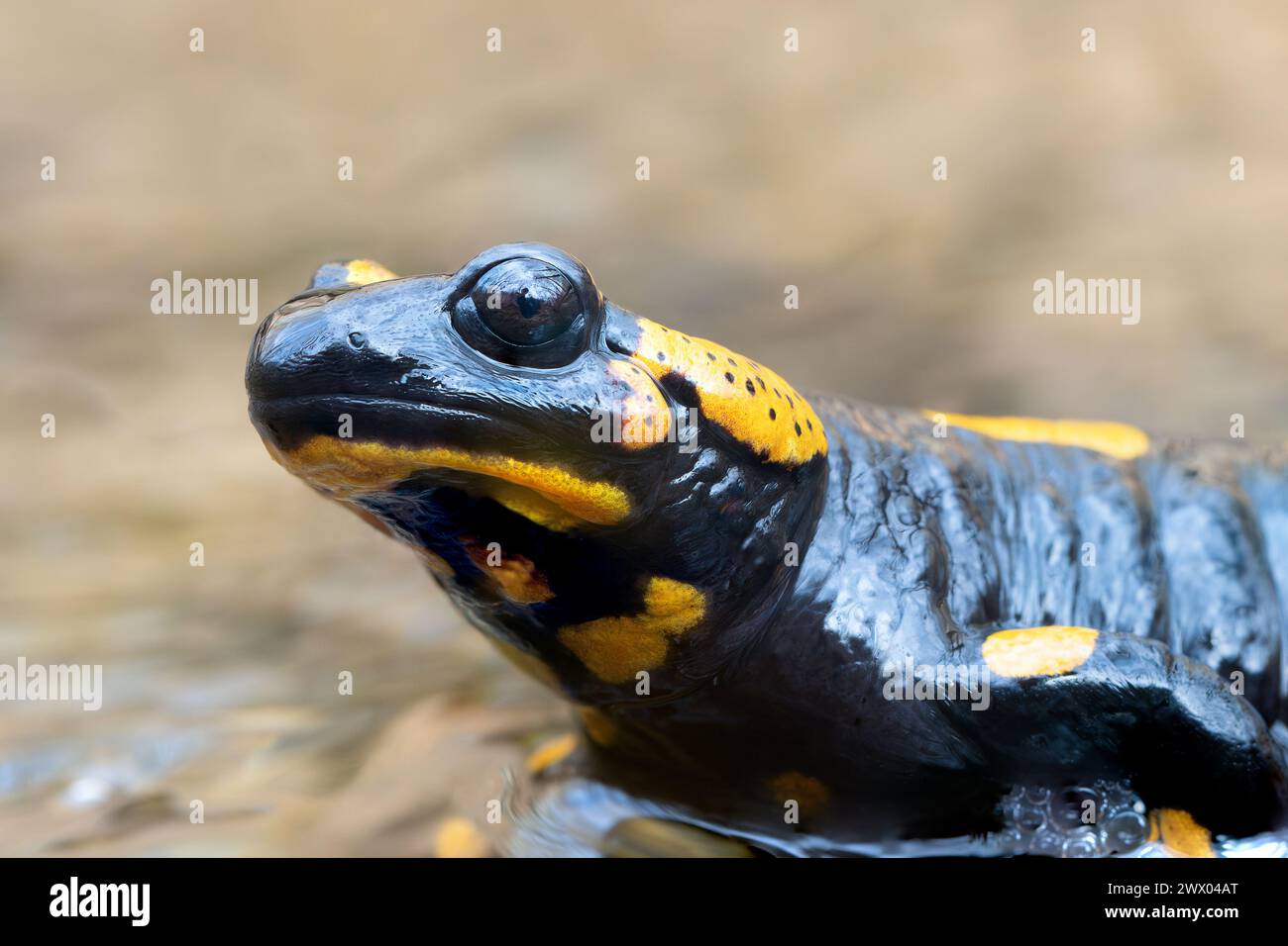 Makroporträt von Feuersalamander (Salamandra salamandra) Stockfoto