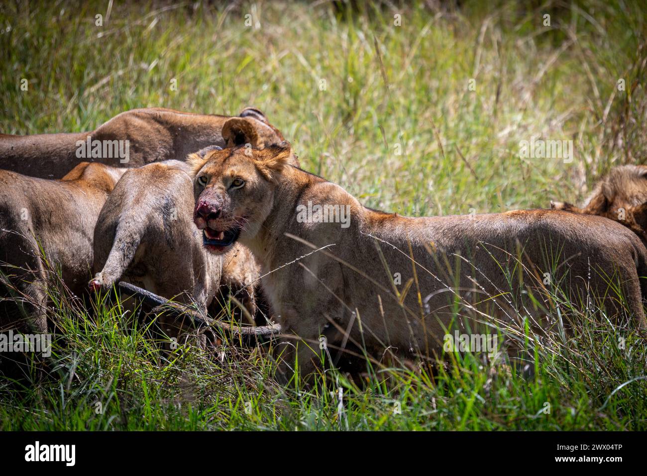 Löwenweibchen im masai Mara Reservat nach der Jagd Stockfoto
