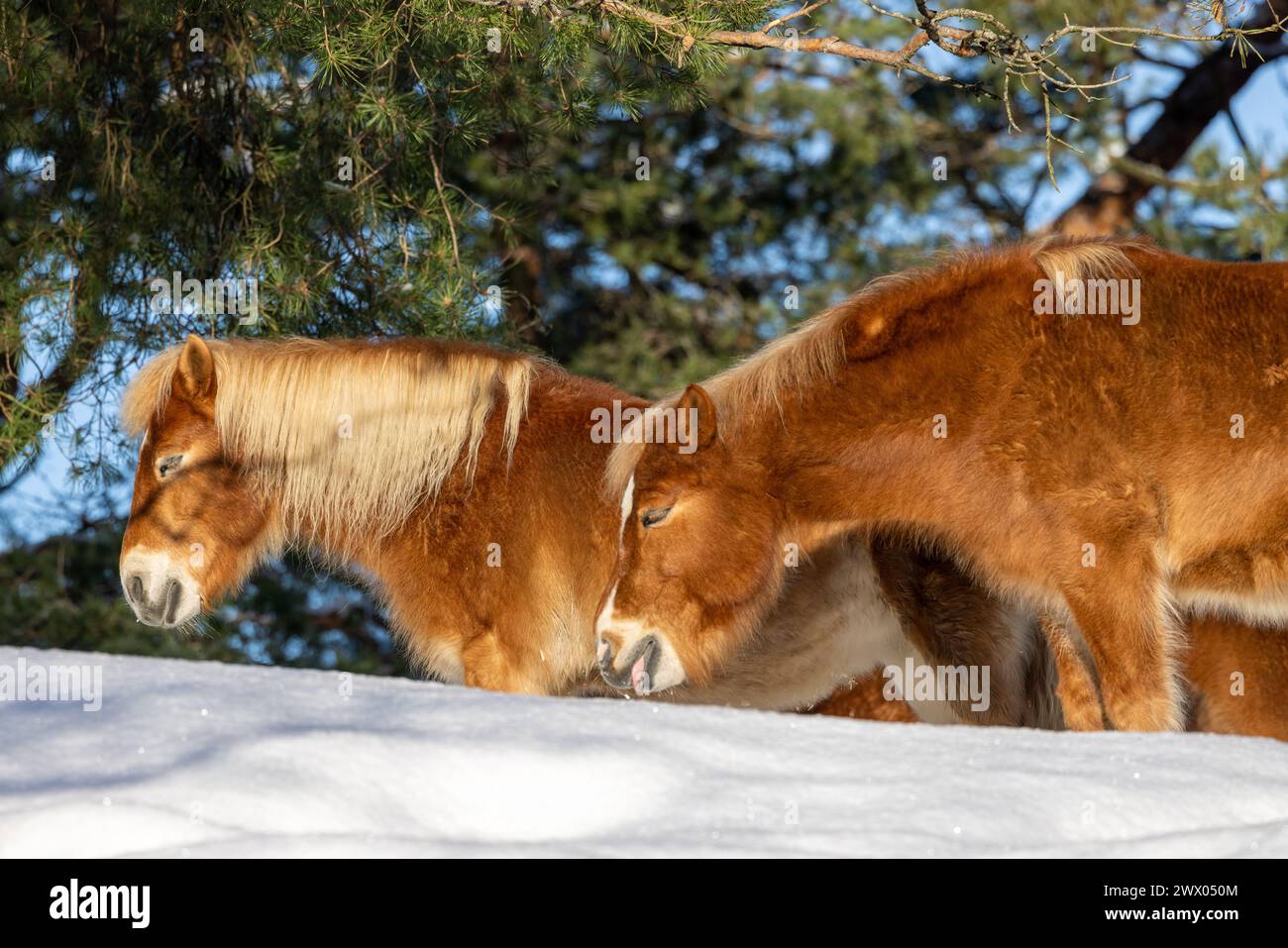 Goldbraunes shetland-Pony, das in der Sonne schläft. Schnee auf dem Boden Stockfoto