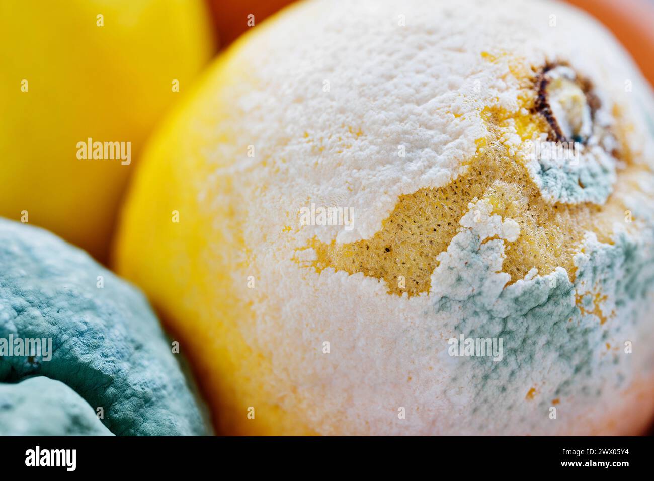 Nahaufnahme von verrotteten Zitronen Studio-Aufnahme, ungesundes Essen Stockfoto