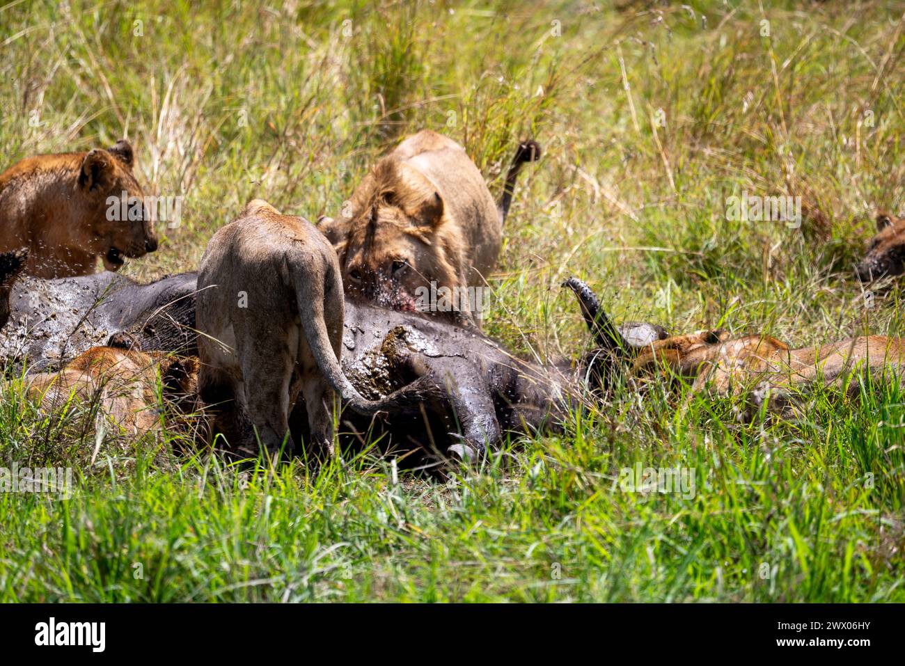 Löwen essen nach der Jagd einen Büffel mit Blut im Gesicht Stockfoto