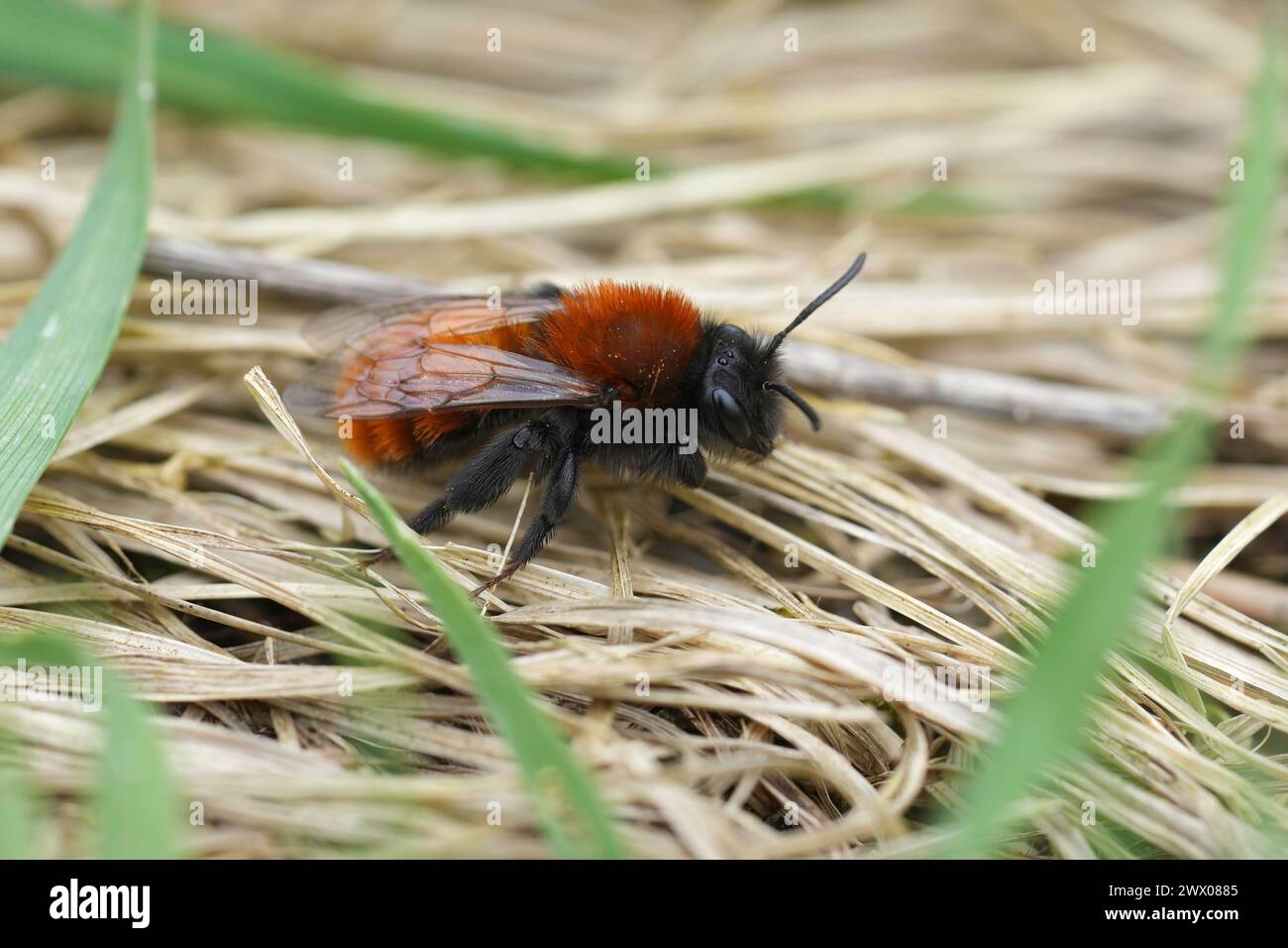 Natürliche Nahaufnahme einer bunten, flauschigen weiblichen Tawny-Bergbaubiene, Andrena fulva, die auf dem Boden sitzt Stockfoto