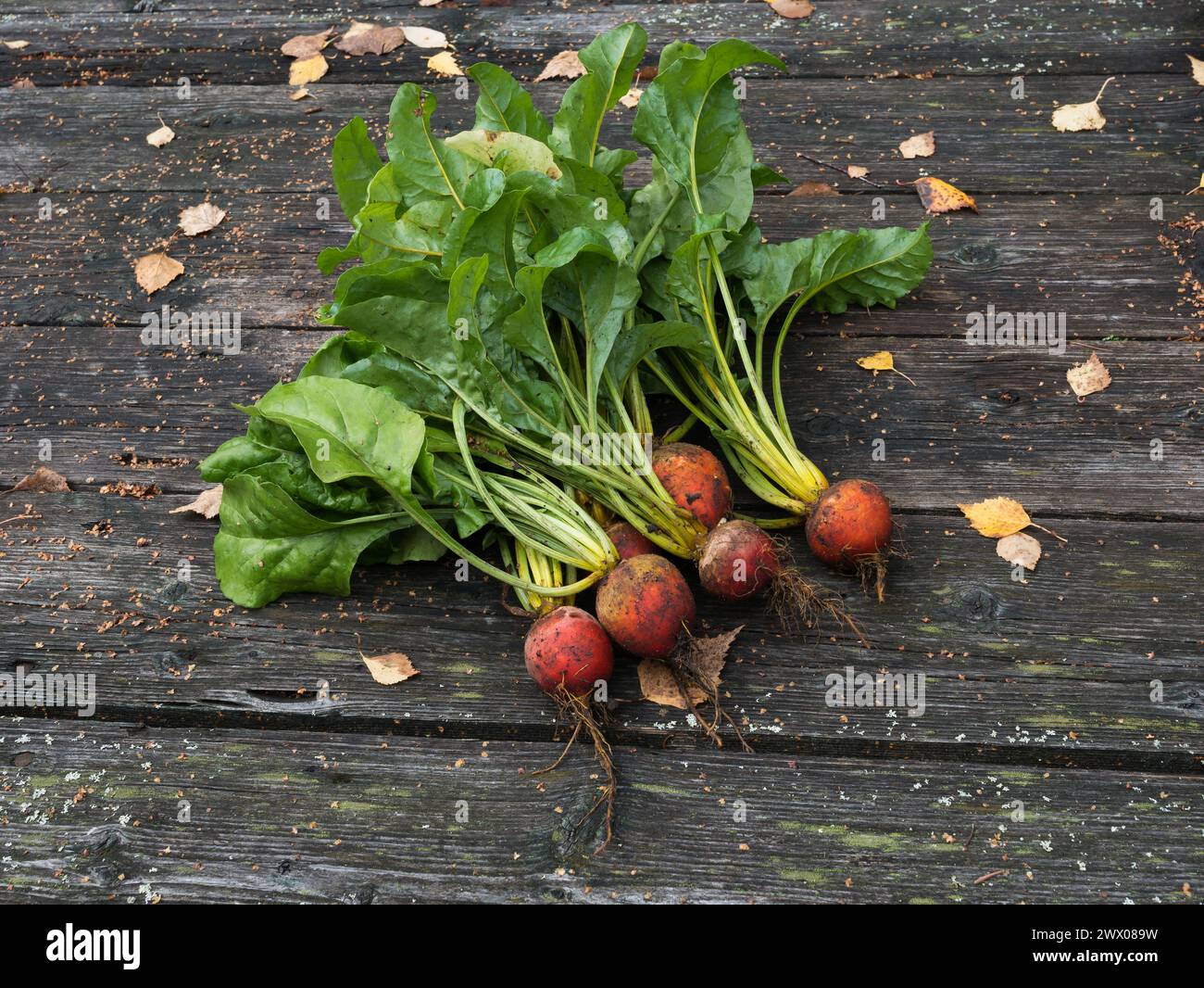Frisch geerntete goldgelbe rote Bete auf einem Vintage-Holztisch in Räfsnäs, Roslagen, Schweden. Stockfoto