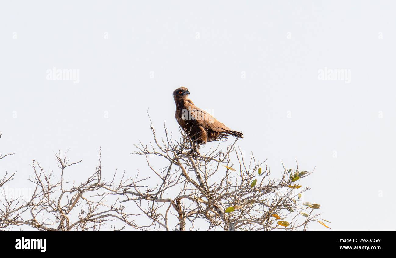 Ein brauner Schlangenadler, Circaetus cinereus, sitzt auf einem Baumzweig. Der Vogel steht mit seinen Krallen, die den Ast fassen. In Südafrika. Stockfoto