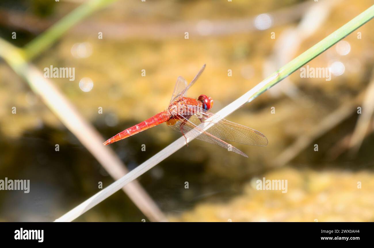 Eine breite, scharlachrote Crocothemis erythraea Libelle in Südafrika sitzt in ihrem natürlichen Lebensraum auf einem Stock. Stockfoto