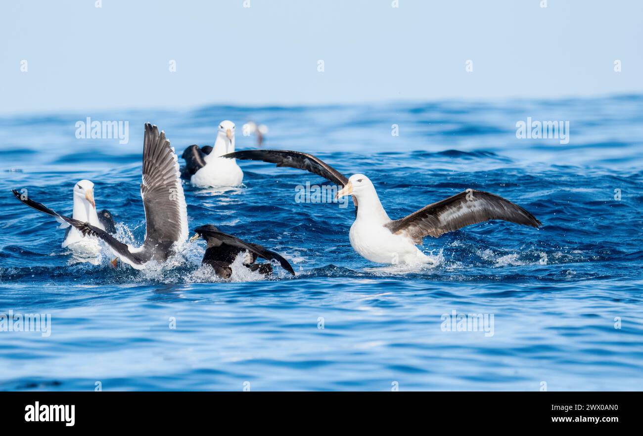 Ein Schwarzbrauen-Albatross Thalassarche melanophris, der von der Meeresoberfläche in Südafrika abhebt. Stockfoto