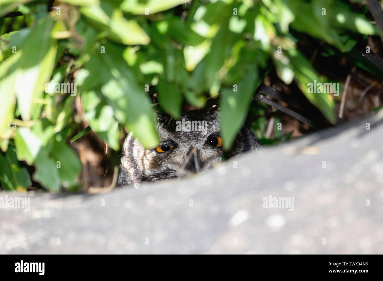 Ein afrikanischer Fleckenadler, Bubo africanus ssp. Africanus, blickt vorsichtig hinter einem Busch in seinem natürlichen Lebensraum heraus. In Südafrika. Stockfoto