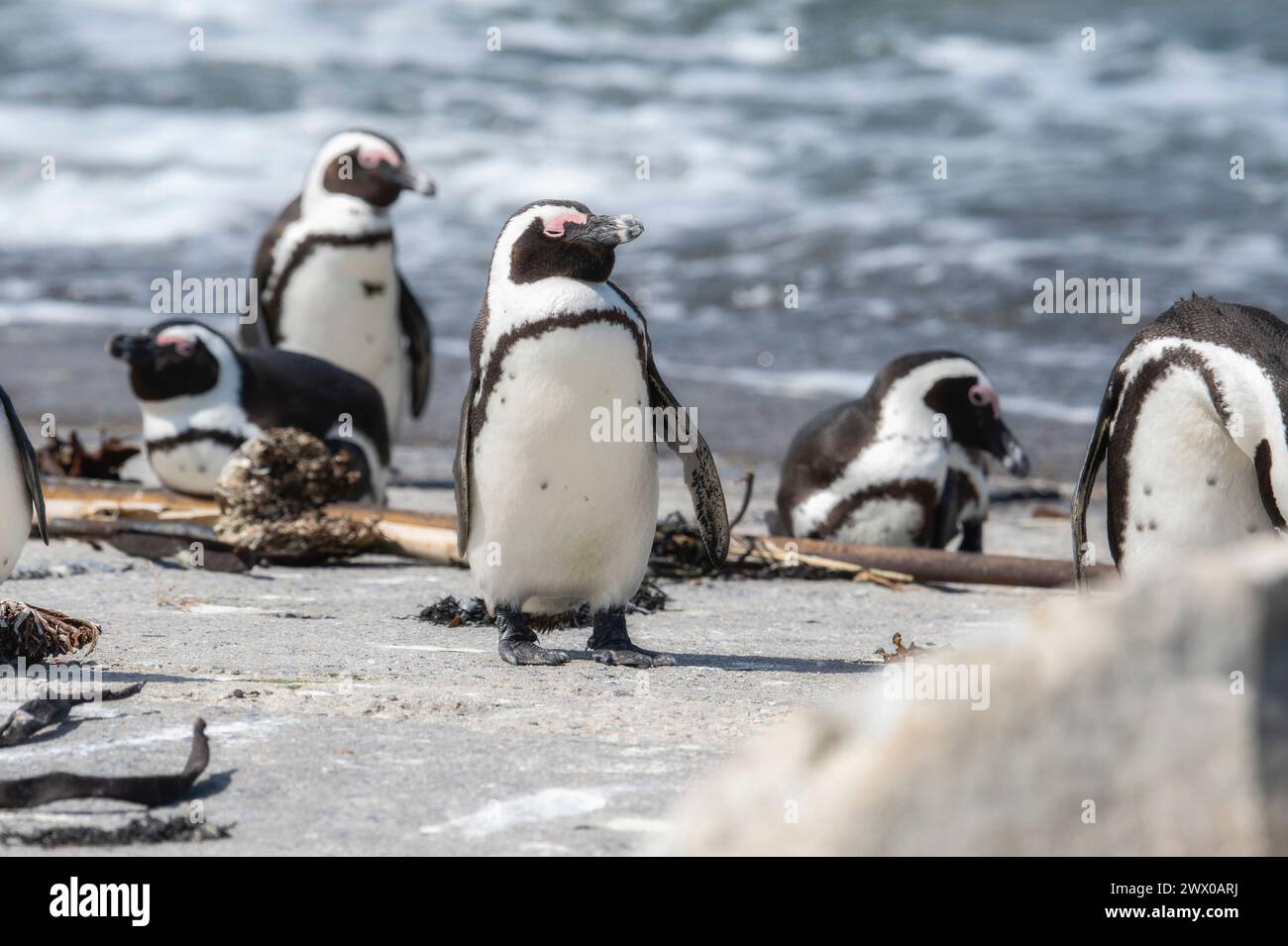 Ein junger afrikanischer Pinguin, Spheniscus demersus, steht auf einem Felsen neben dem Meer. Der Pinguin schmilzt, wo er alte Federn für neue abwirft Stockfoto