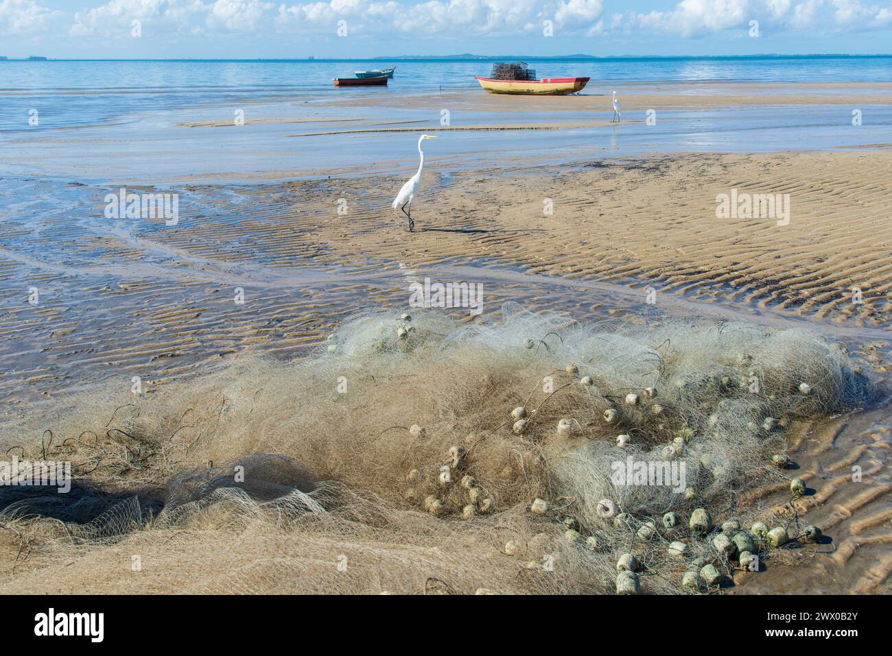 Reiher am Rande eines Strandes. Blauer Himmel mit mehreren weißen Wolken. Seevögel. Wilde Tiere. Stockfoto