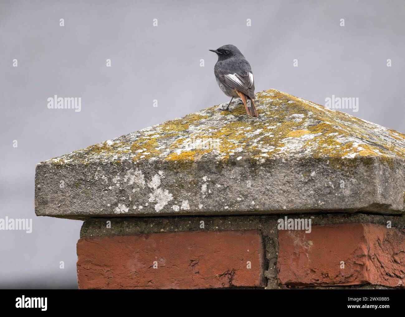 Ein männlicher Black Redstart, der sich in den Gärten der Weybourne Coast Guards Cottages in Norfolk, Großbritannien, aufhält Stockfoto