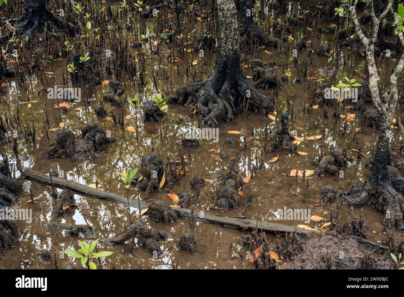 Pneumatophore oder Atemwurzeln von Mangrovenbäumen, Queensland, Australien Stockfoto