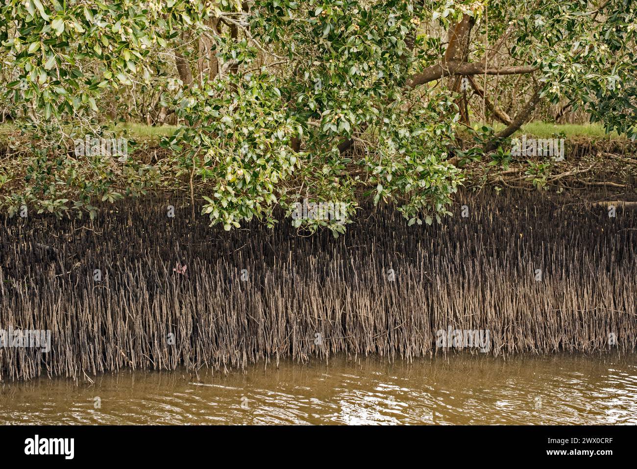 Pneumatophore oder Atemwurzeln von Mangrovenbäumen, Queensland, Australien Stockfoto