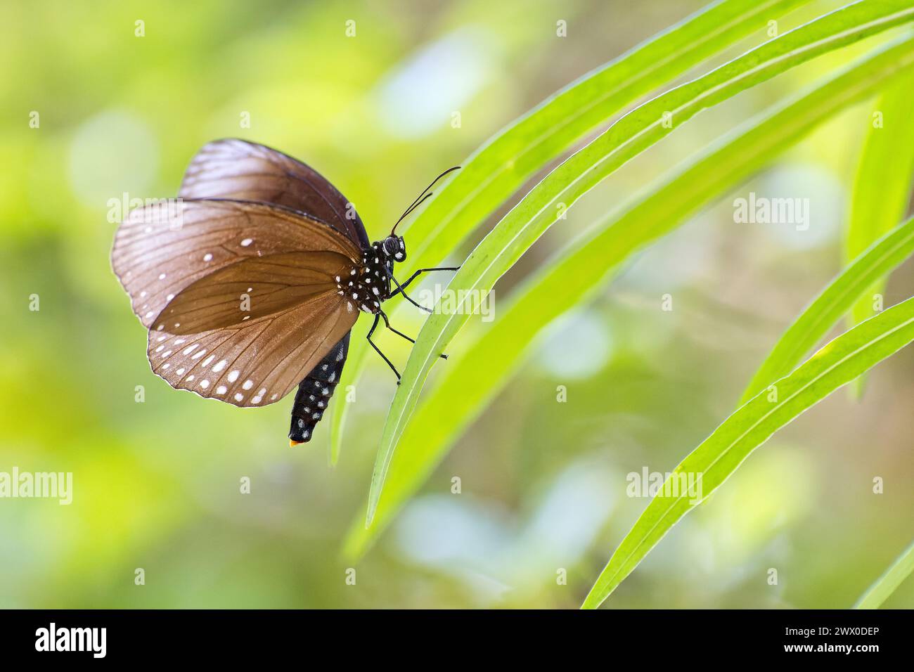 Blaugefleckter Krähe (Euploea midamus) Schmetterling mit ausgestreckten Flügeln, die auf einer grünen Palmenwede thront, Pattaya, Thailand Stockfoto