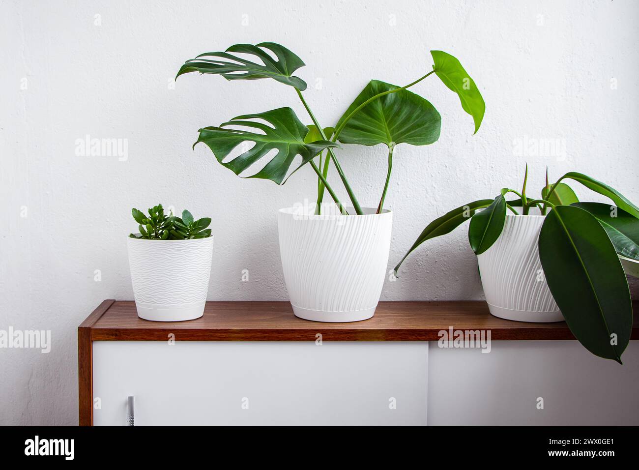 Gewächshauspflanzen in weißen Töpfen stehen auf dem Regal. Minimalistisches, modernes Interieur im skandinavischen Stil. Nachhaltiges Wohnen, Gartenbau. Stockfoto
