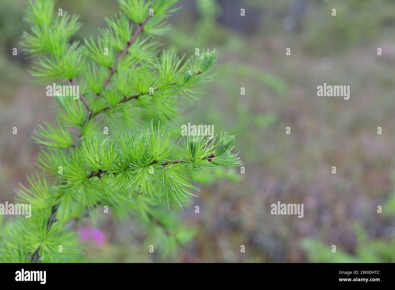 Lärchenblätter auf einem Ast. Hellgrün. Larix decidua. Stockfoto