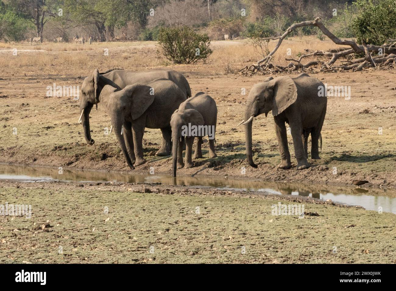 Afrikanische Elefanten Stockfoto
