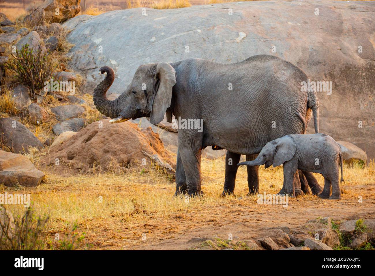 Mutter afrikanische Elefanten und ihr Kalb Stockfoto