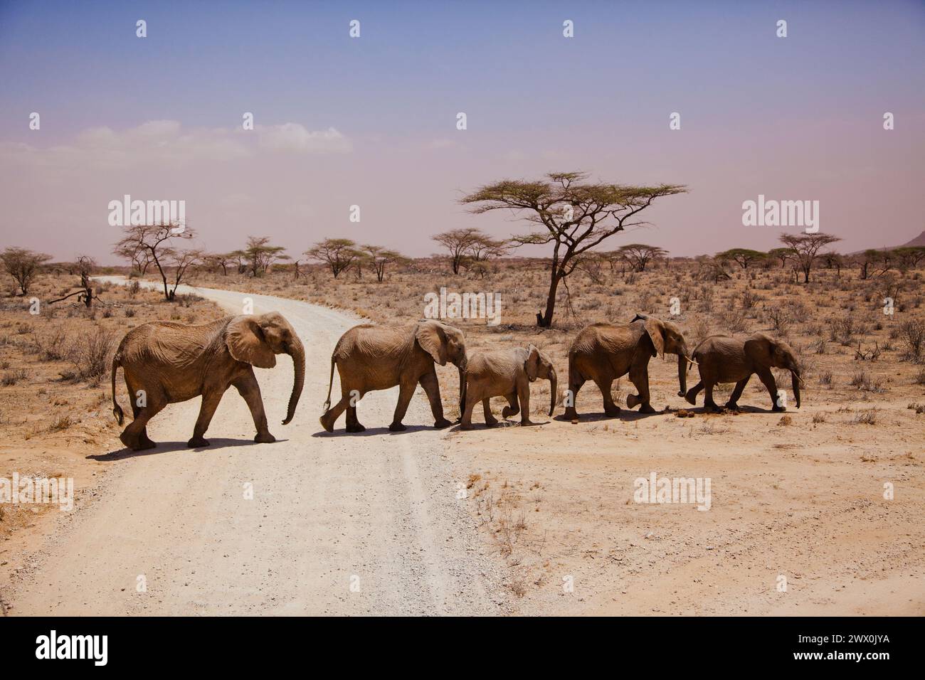 Afrikanische Elefanten Stockfoto