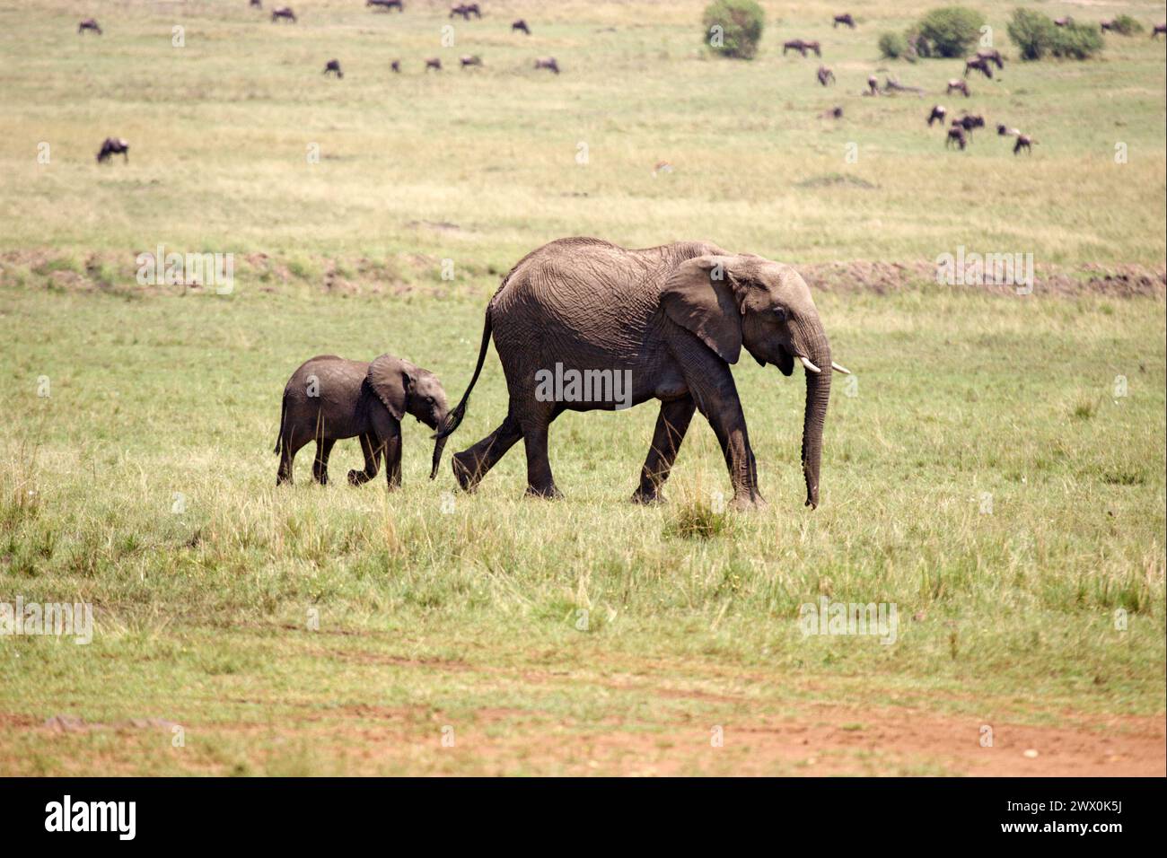 Mutter afrikanische Elefanten und ihr Kalb Stockfoto