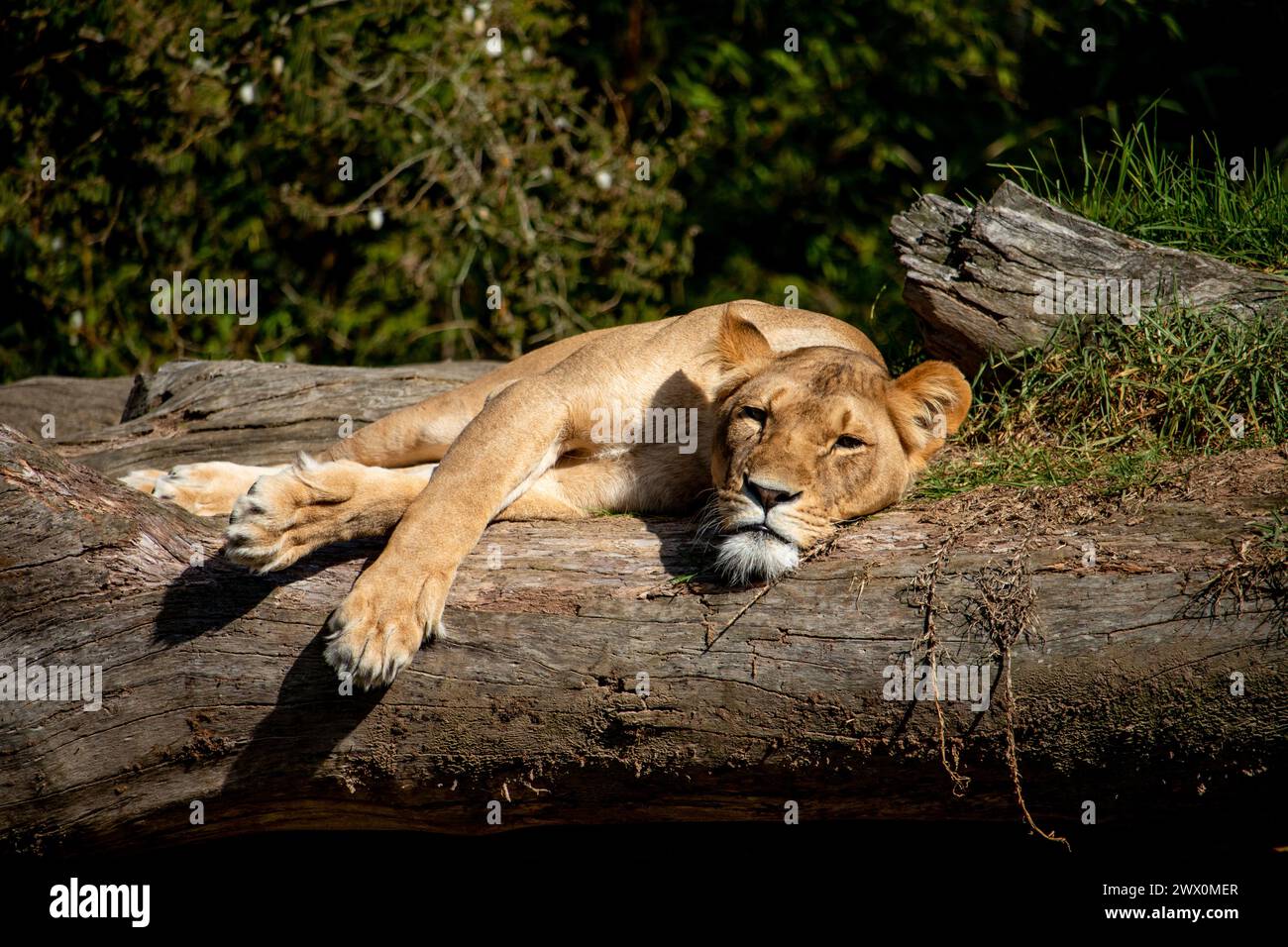 Weiblicher Löwe, der sich in der Sonne erholt Stockfoto
