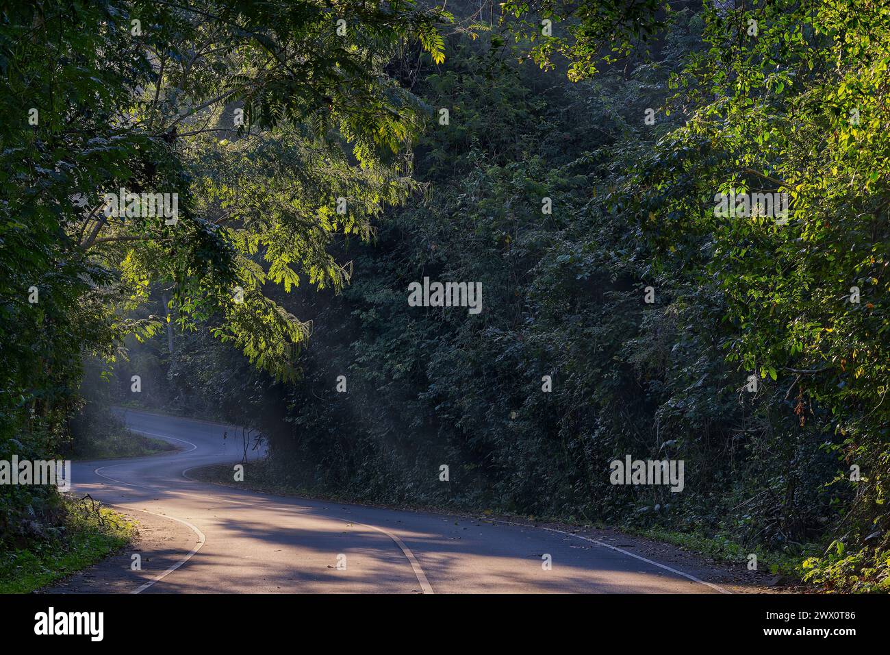 Sonnenstrahlen fallen am frühen Morgen über die gewundene Straße im Dschungel des Kaeng Krachan Nationalparks in Thailand Stockfoto