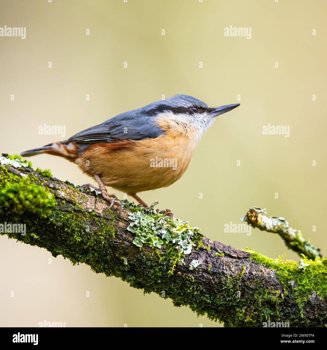 Eurasische Nuthatch, Sitta europaea im Wald bei Wintersonne Stockfoto