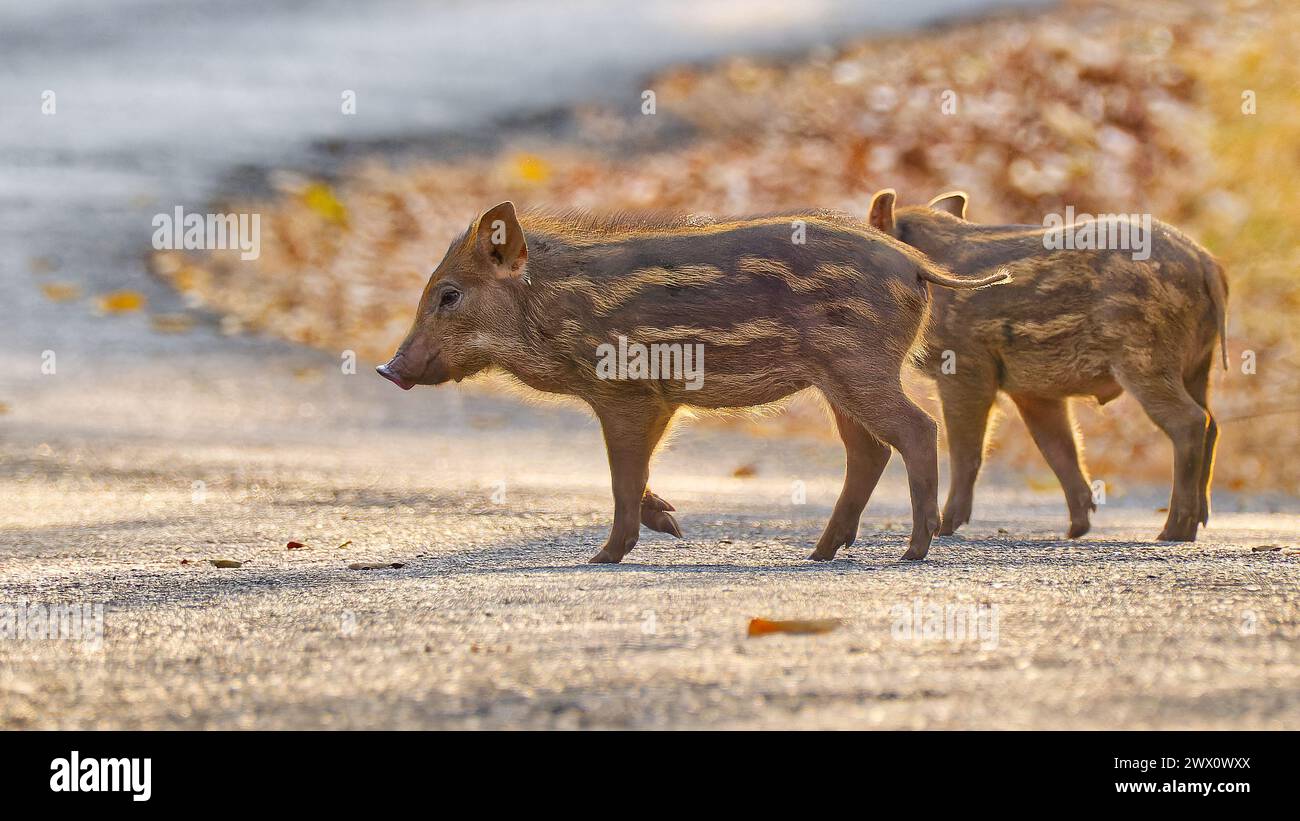 Zwei hinterleuchtete, gestreifte eurasische Wildschweine (Sus scrofa) überqueren eine Straße im Norden Thailands Stockfoto