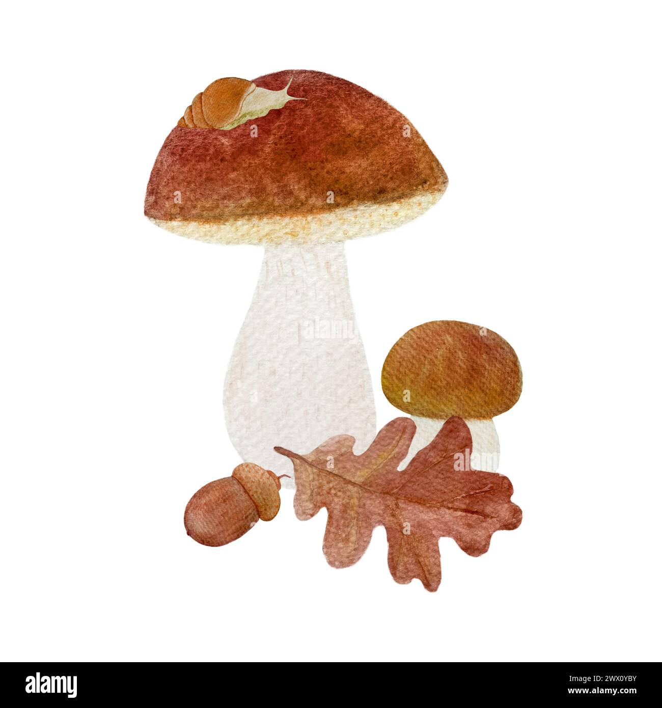 Stachelpilz mit einer Schnecke und Eichenblatt Aquarellkompositon isoliert auf weiß Stockfoto