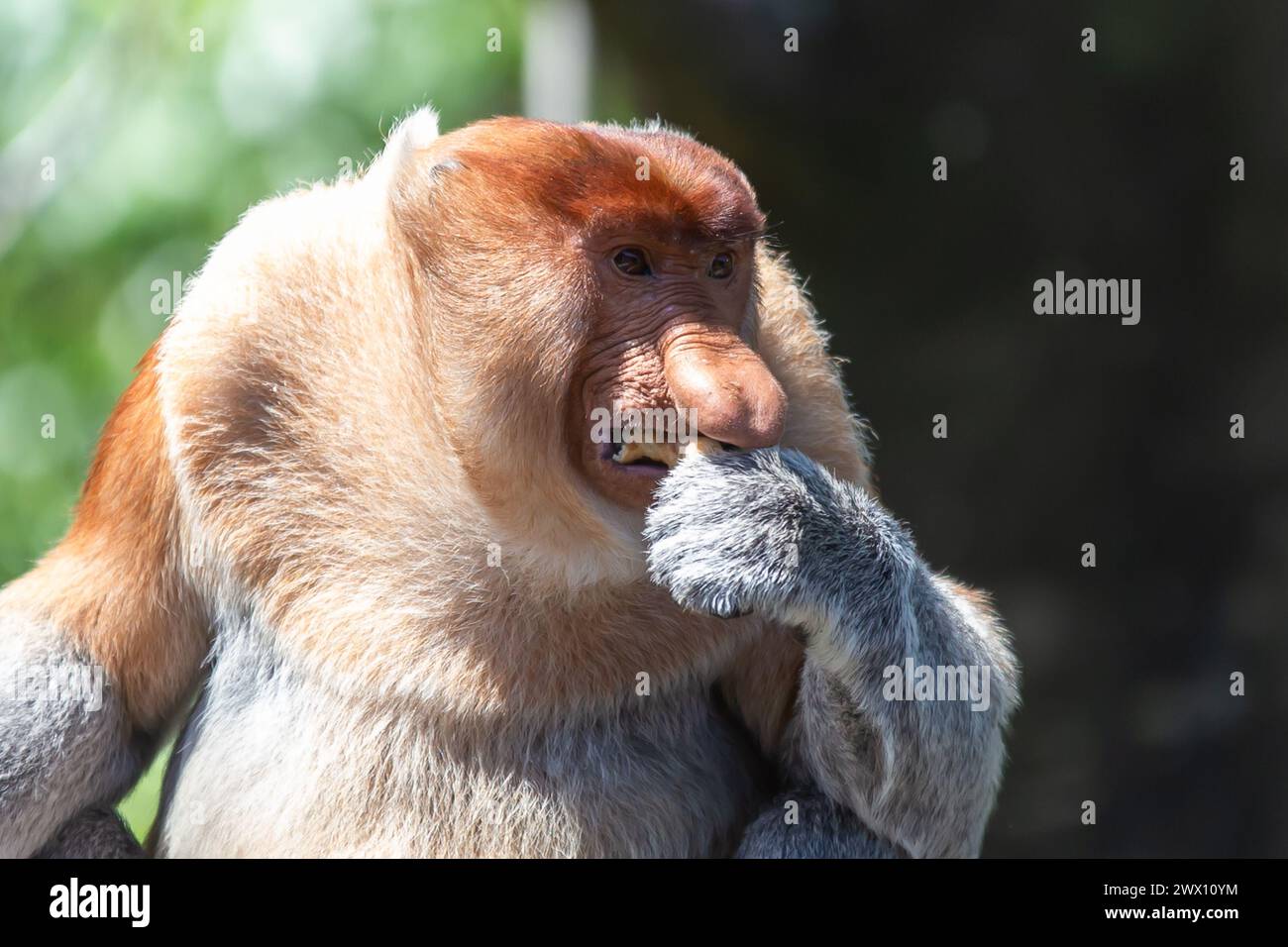 Der Proboscis-Affe (nasalis larvatus) oder langnasiger Affe ist ein rötlich-brauner Arborealaffe der Alten Welt mit einer ungewöhnlich großen Nase. Es ist endemisch Stockfoto