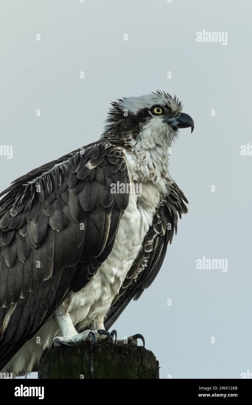 Osprey nistet in der Nähe einer Lagune Stockfoto