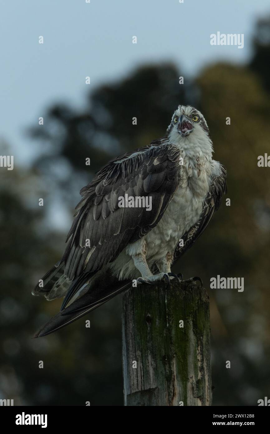 Osprey nistet in der Nähe einer Lagune Stockfoto