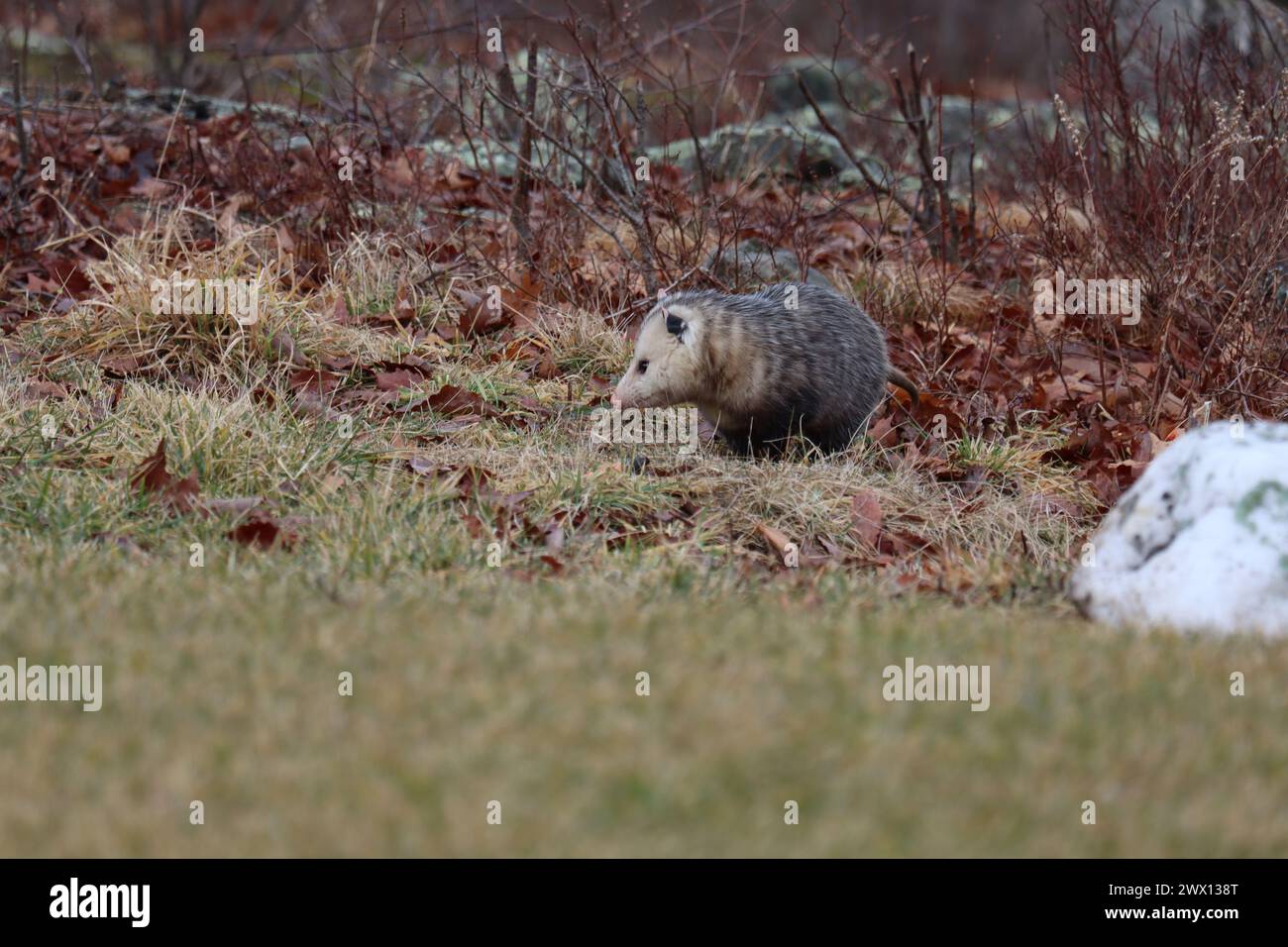 Ein Opossum, das am frühen Morgen erkundet Stockfoto