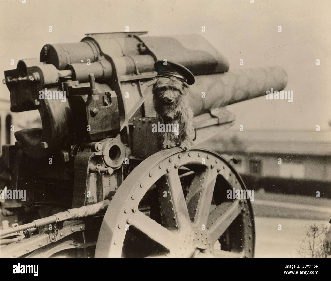 "Lumps" der Heldenhund der First Division, der auf einer amerikanischen Großwaffe sitzt. 1916-1919 Stockfoto