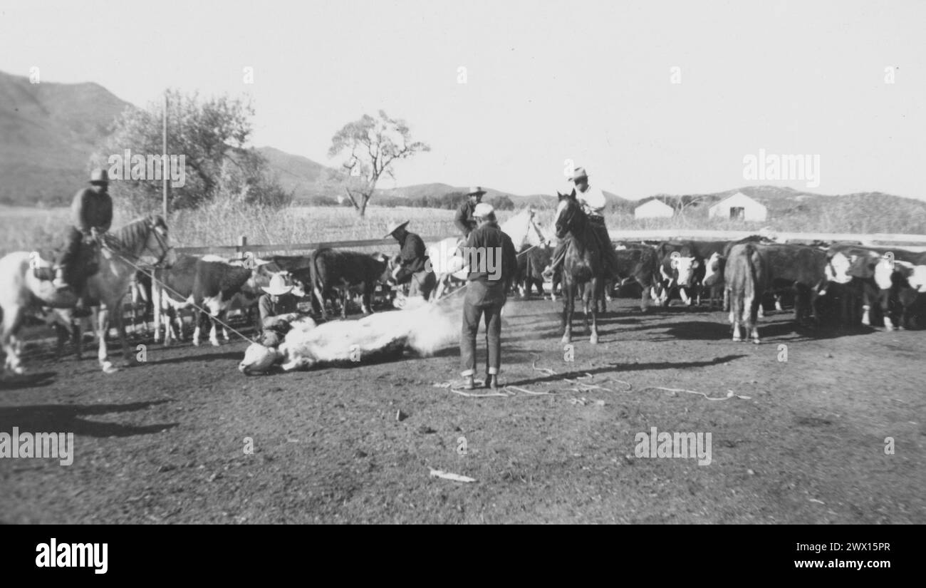 Viejas Band of Kumeyaay Indians: Foto von Cowboys während des Rinderbrandings auf der Baron Long Ranch CA. 1936-1942 Stockfoto