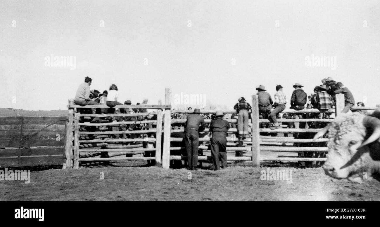 Cowboys und Kinder sitzen auf einem Zaun mit Bullen im Vordergrund, vielleicht sehen sie ein Rodeo in Wyoming CA. 1938 Stockfoto