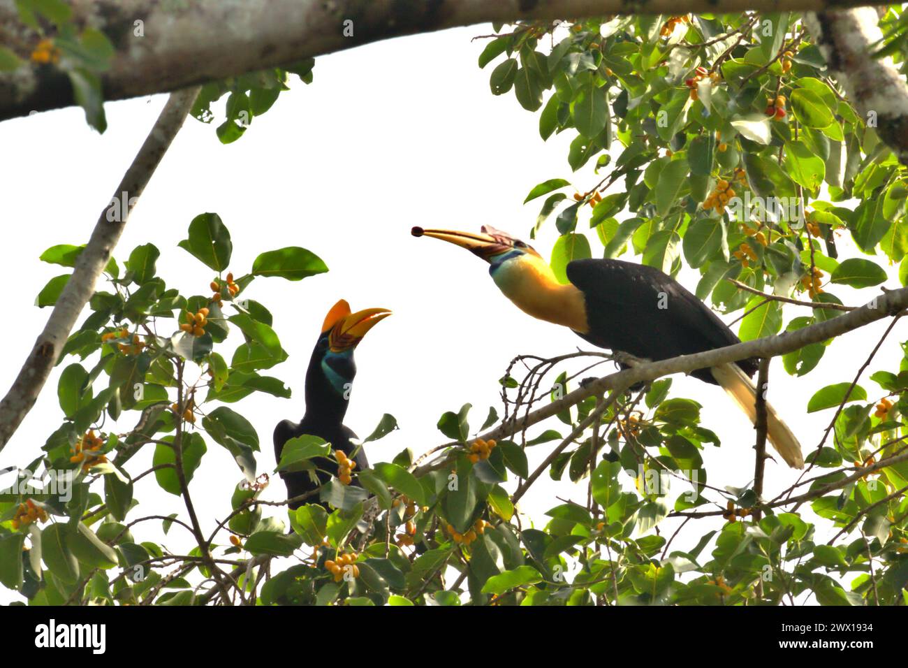 Hornbils (Rhyticeros cassidix) weiblich und männlich, ein Paar, Barsch auf einem fruchtigen Feigenbaum in einem bewachsenen Gebiet in der Nähe von Mount Tangkoko und Mount Duasudara (Dua Saudara) in Bitung, Nord-Sulawesi, Indonesien. Ein Bericht eines Wissenschaftlerteams unter der Leitung von Marine Joly, der auf Forschungen zwischen 2012 und 2020 basiert, hat ergeben, dass die Temperatur im Tangkoko-Wald um bis zu 0,2 Grad Celsius pro Jahr steigt und die Fruchtfülle insgesamt sinkt. „Steigende Temperaturen, die durch den Klimawandel verursacht werden, können das empfindliche Gleichgewicht der Ökosysteme stören. Stockfoto