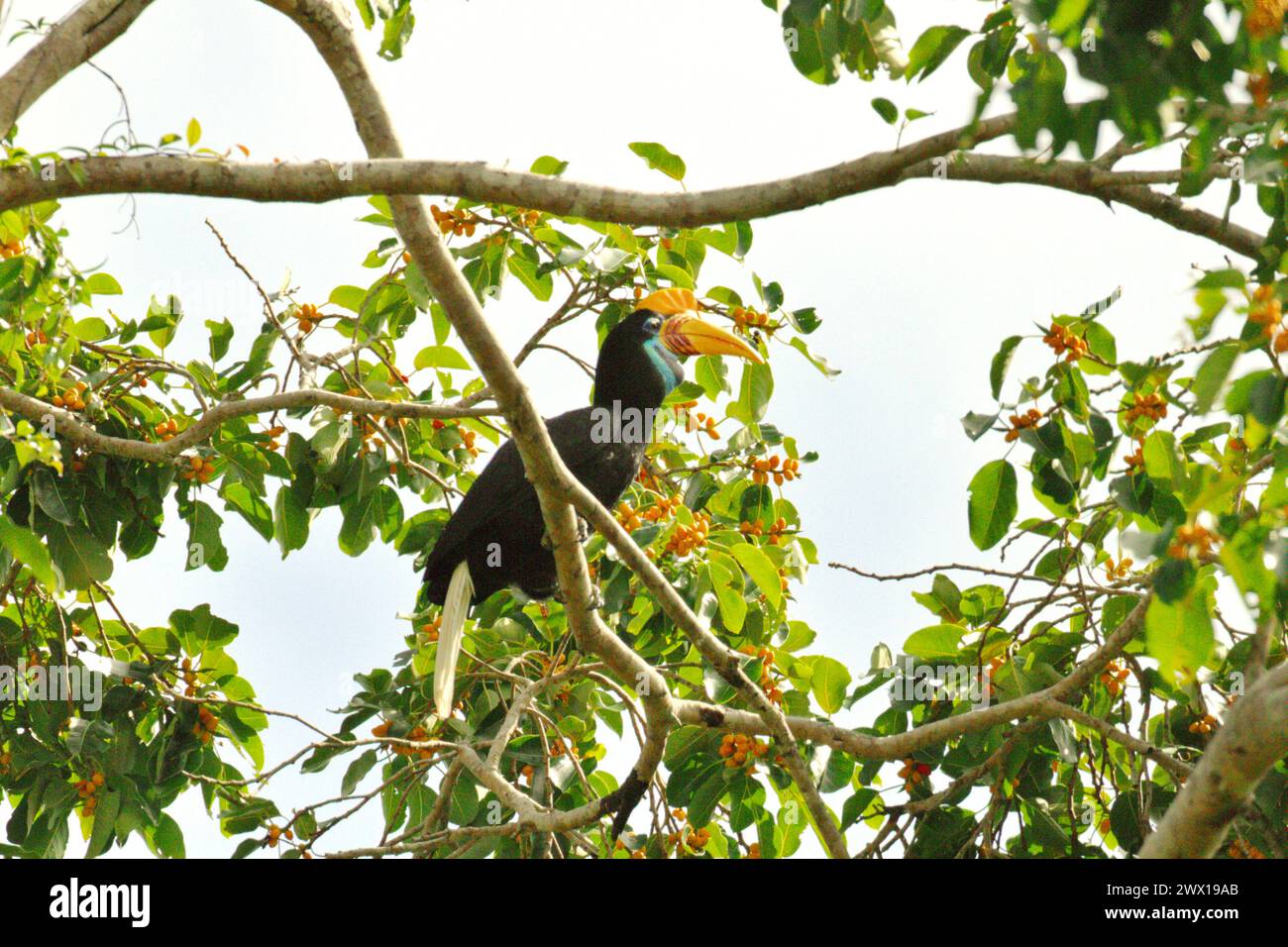 Ein Noppenhornschnabel (Rhyticeros cassidix) hockt auf einem fruchtigen Feigenbaum in einem bewachsenen Gebiet in der Nähe des Mount Tangkoko und des Mount Duasudara (Dua Saudara) in Bitung, Nord-Sulawesi, Indonesien. Ein Bericht eines Wissenschaftlerteams unter der Leitung von Marine Joly, der auf Forschungen zwischen 2012 und 2020 basiert, hat ergeben, dass die Temperatur im Tangkoko-Wald um bis zu 0,2 Grad Celsius pro Jahr steigt und die Fruchtfülle insgesamt sinkt. „Steigende Temperaturen, die durch den Klimawandel verursacht werden, können das empfindliche Gleichgewicht der Ökosysteme stören. Stockfoto