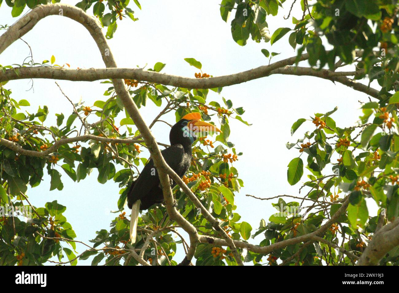 Ein Noppenhornschnabel (Rhyticeros cassidix) hockt auf einem fruchtigen Feigenbaum in einem bewachsenen Gebiet in der Nähe des Mount Tangkoko und des Mount Duasudara (Dua Saudara) in Bitung, Nord-Sulawesi, Indonesien. Ein Bericht eines Wissenschaftlerteams unter der Leitung von Marine Joly, der auf Forschungen zwischen 2012 und 2020 basiert, hat ergeben, dass die Temperatur im Tangkoko-Wald um bis zu 0,2 Grad Celsius pro Jahr steigt und die Fruchtfülle insgesamt sinkt. „Steigende Temperaturen, die durch den Klimawandel verursacht werden, können das empfindliche Gleichgewicht der Ökosysteme stören. Stockfoto