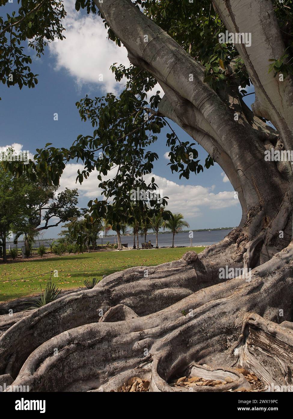 Banyan Tree in Fort Myers Florida auf den Winterresidenzen Edison und Ford. Stockfoto