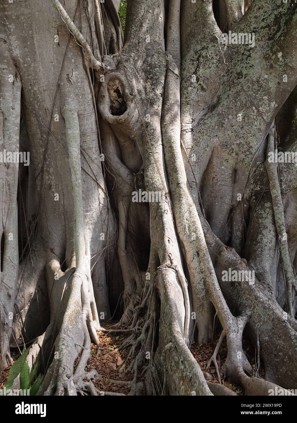 Banyan Tree in Fort Myers Florida auf den Winterresidenzen Edison und Ford. Stockfoto