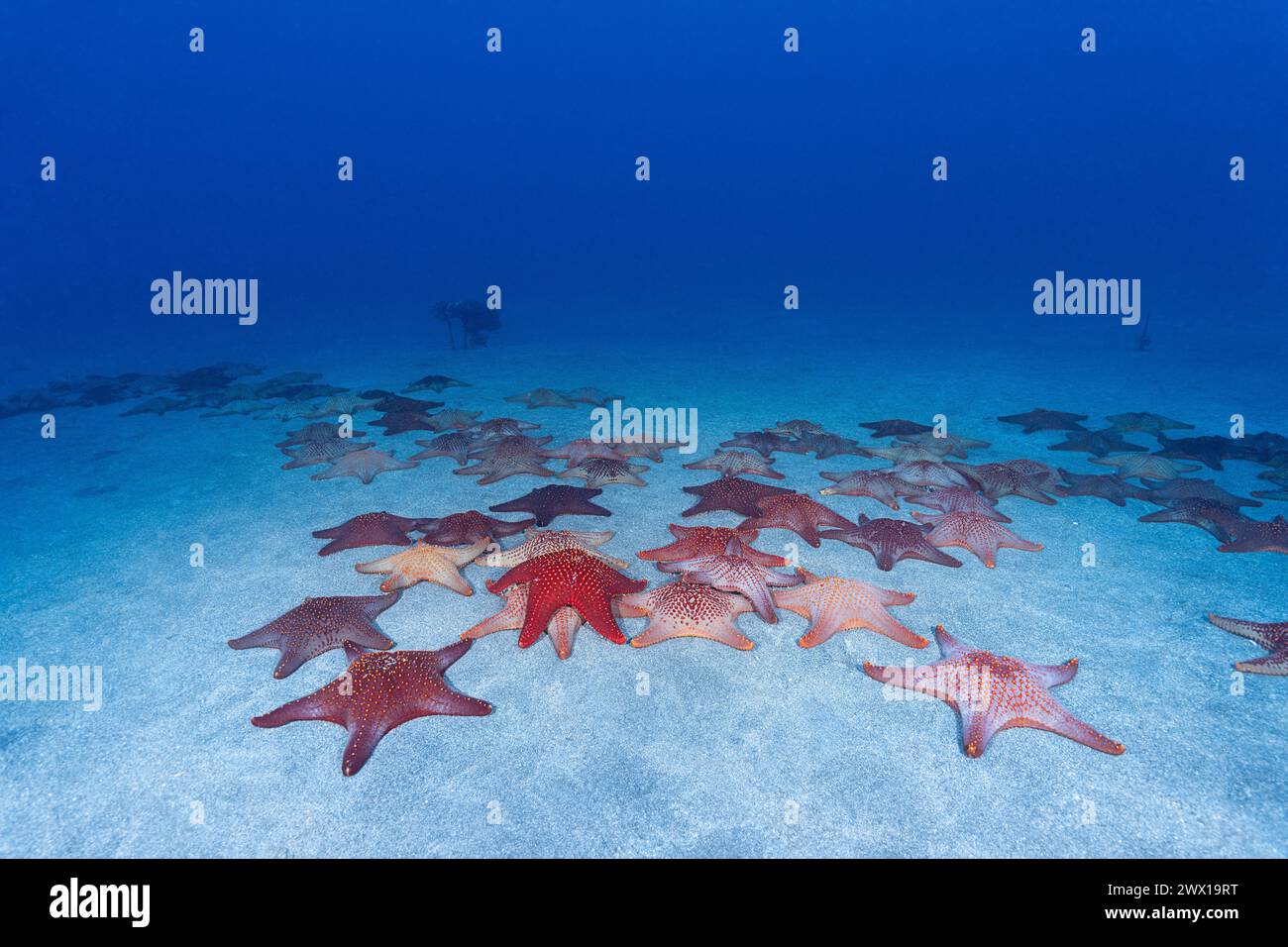 Anhäufung von krummen Meeressternen, Pentaceraster Cumingi, vermutlich für Reproduktionszwecke, Makako Bay, North Kona, Hawaii (die große Insel), USA Stockfoto