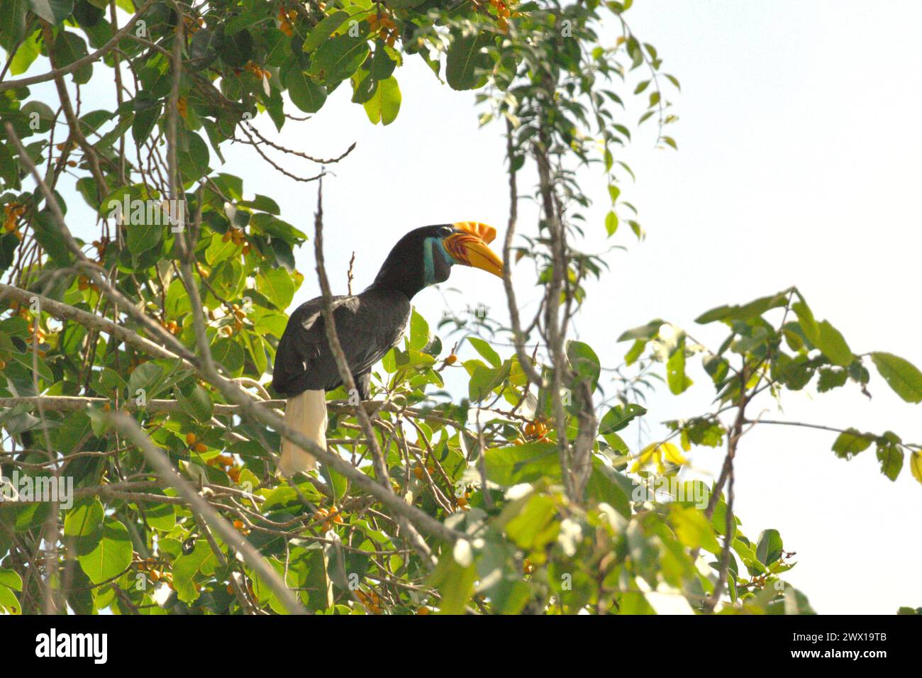 Ein Noppenhornschnabel (Rhyticeros cassidix) hockt auf einem fruchtigen Feigenbaum in einem bewachsenen Gebiet in der Nähe des Mount Tangkoko und des Mount Duasudara (Dua Saudara) in Bitung, Nord-Sulawesi, Indonesien. Ein Bericht eines Wissenschaftlerteams unter der Leitung von Marine Joly, der auf Forschungen zwischen 2012 und 2020 basiert, hat ergeben, dass die Temperatur im Tangkoko-Wald um bis zu 0,2 Grad Celsius pro Jahr steigt und die Fruchtfülle insgesamt sinkt. „Steigende Temperaturen, die durch den Klimawandel verursacht werden, können das empfindliche Gleichgewicht der Ökosysteme stören. Stockfoto