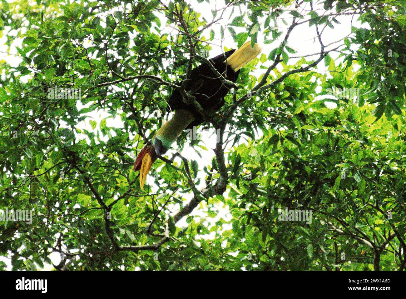 Ein Noppenhornschnabel (Rhyticeros cassidix), der im Tangkoko Nature Reserve, Nord-Sulawesi, Indonesien, lebt. Ein Bericht eines Wissenschaftlerteams unter der Leitung von Marine Joly, der auf Forschungen zwischen 2012 und 2020 basiert, hat ergeben, dass die Temperatur im Tangkoko-Wald um bis zu 0,2 Grad Celsius pro Jahr steigt und die Fruchtfülle insgesamt sinkt. „Steigende Temperaturen, die durch den Klimawandel verursacht werden, können das empfindliche Gleichgewicht der Ökosysteme stören. Viele Arten haben spezifische Temperaturanforderungen für Überleben und Fortpflanzung. Stockfoto