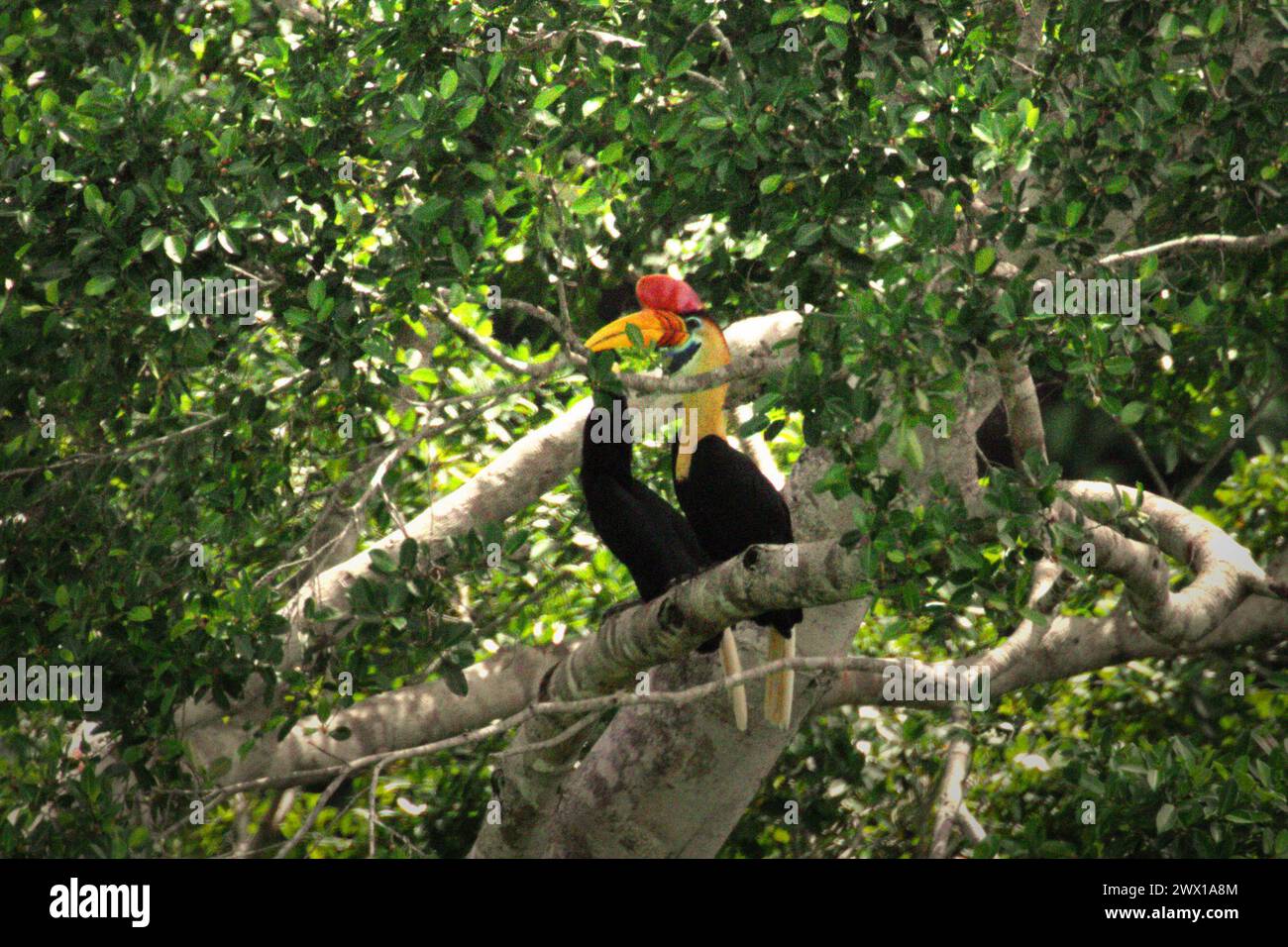Ein Paar Noppenhornvögel (Rhyticeros cassidix), die auf einem Baumzweig im Schatten in einem bewachsenen Gebiet in der Nähe des Mount Tangkoko und des Mount Duasudara (Dua Saudara) in Bitung, Nord-Sulawesi, Indonesien thronen. Ein Bericht eines Wissenschaftlerteams unter der Leitung von Marine Joly, der auf Forschungen zwischen 2012 und 2020 basiert, hat ergeben, dass die Temperatur im Tangkoko-Wald um bis zu 0,2 Grad Celsius pro Jahr steigt und die Fruchtfülle insgesamt sinkt. „Steigende Temperaturen, die durch den Klimawandel verursacht werden, können das empfindliche Gleichgewicht der Ökosysteme stören. Stockfoto