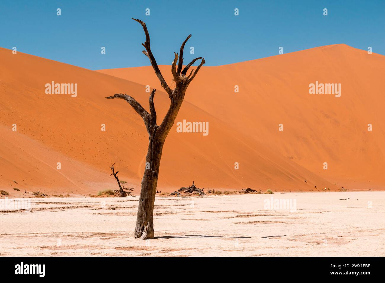 Heiße Tageslandschaft des Deadvlei-Tals mit toten Bäumen und roten Dünen dahinter, Namibia Stockfoto