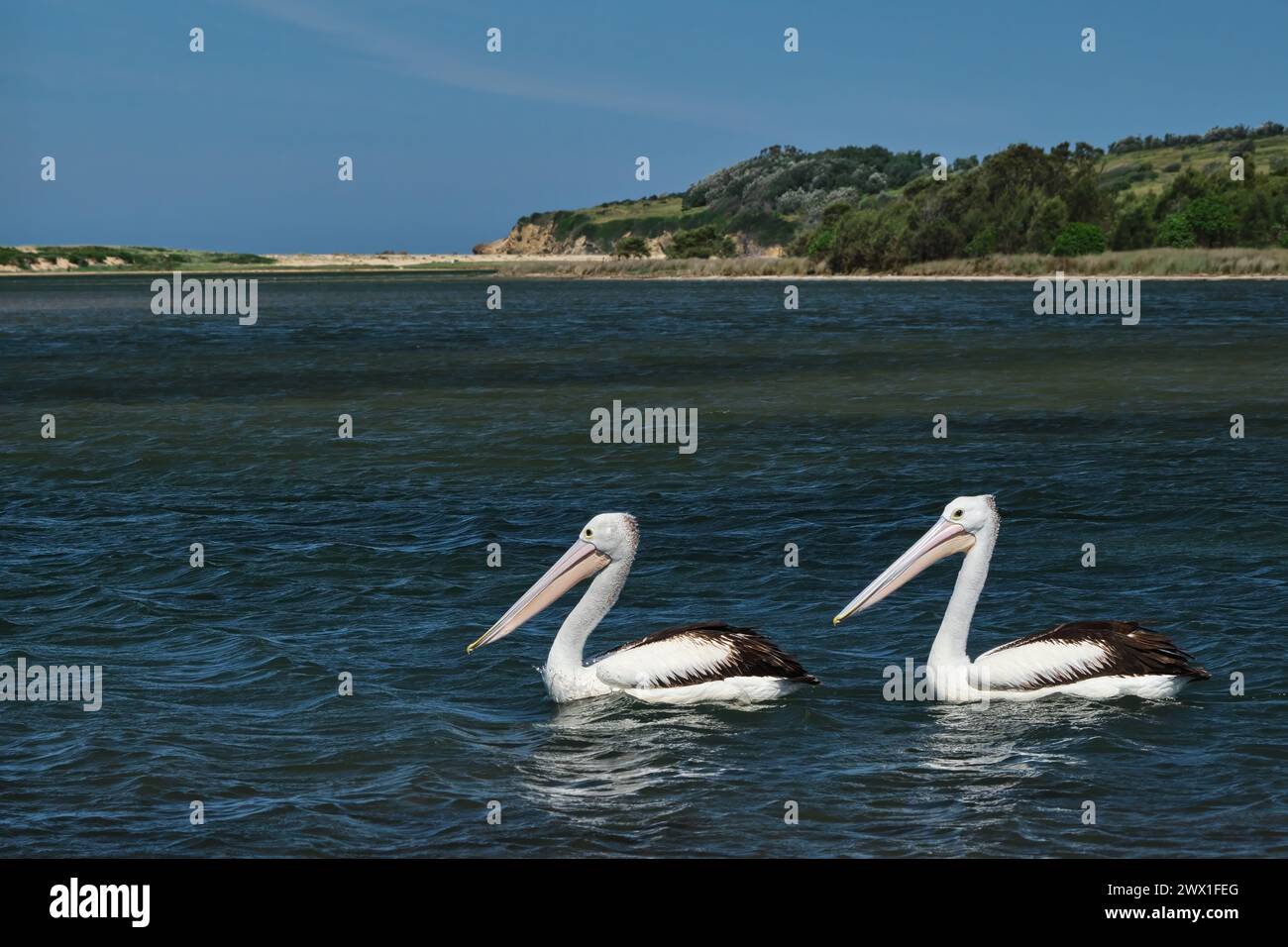 Wallaga Lake Pelicans Stockfoto