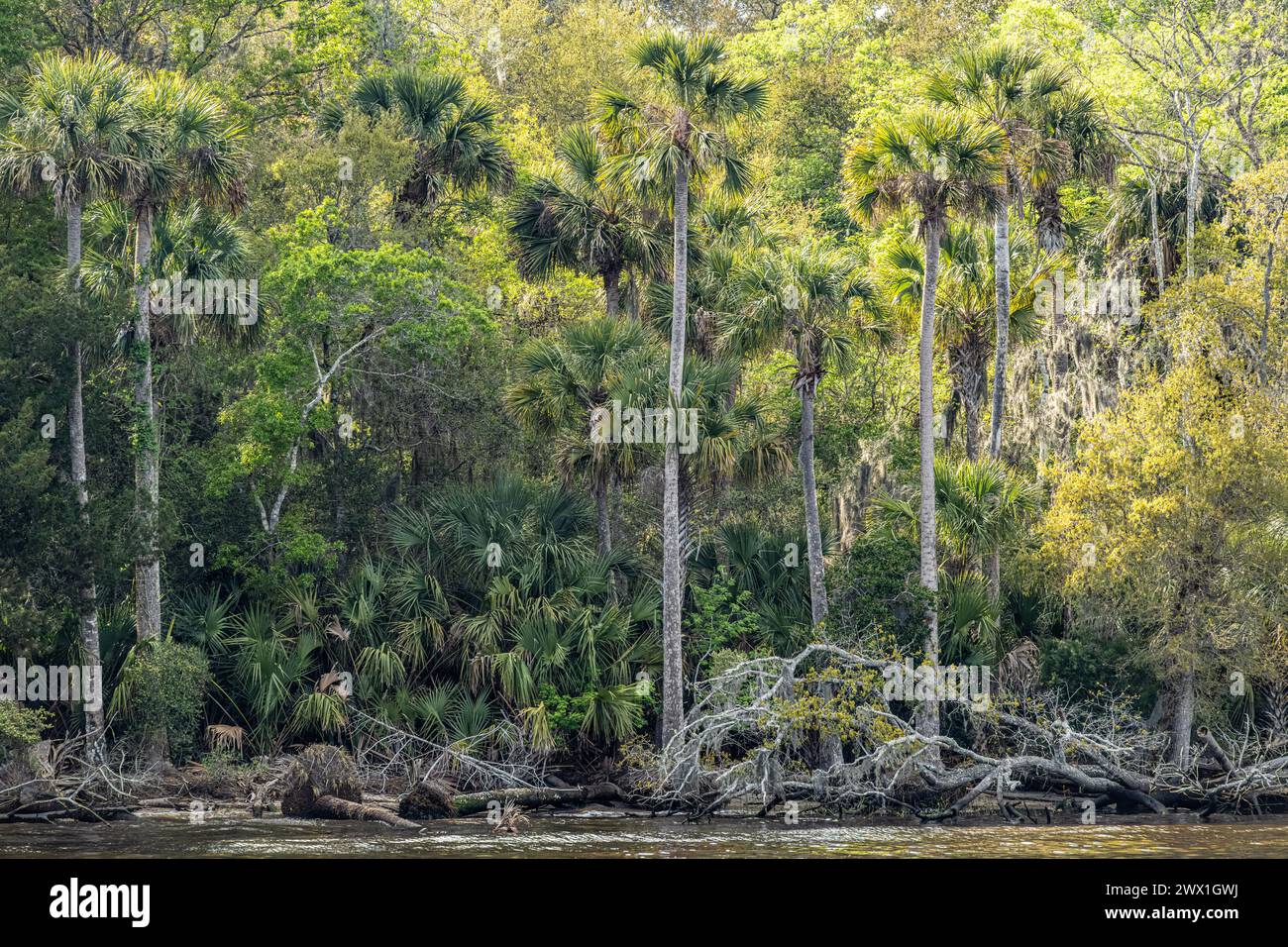 Küstenwald entlang des Intracoastal Waterway in Palm Valley, Florida. (USA) Stockfoto