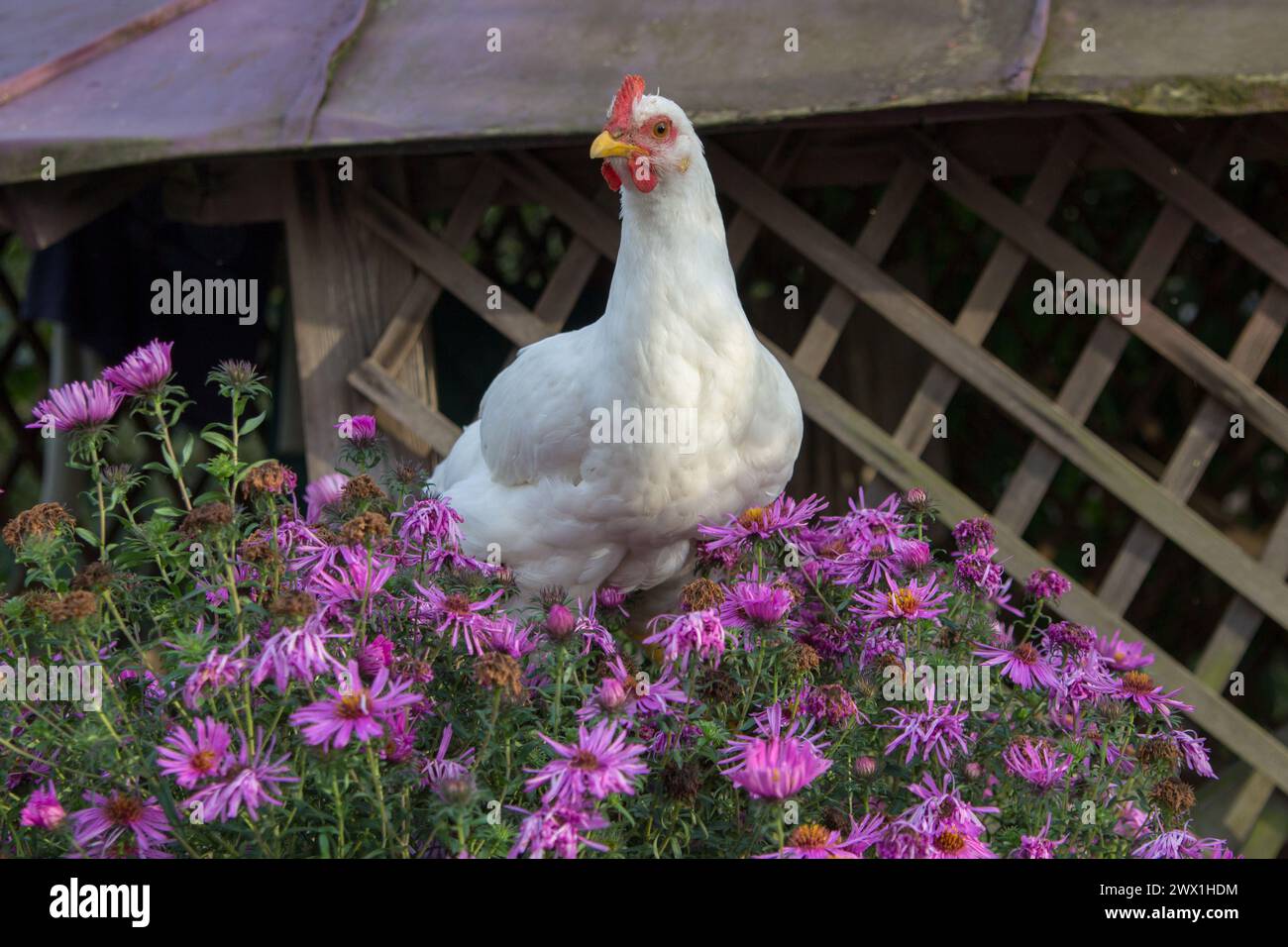 Das Huhn trägt Ostereier in Blumen Stockfoto